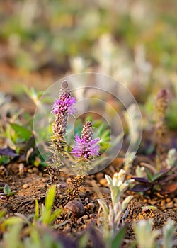 Pogostemon deccanensis also known as Jambhli Manjiri is a small erect acquatic herb which have hairy purple stamens protrude out