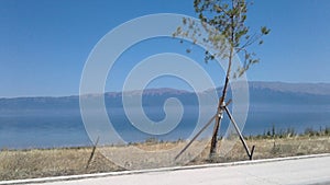 Pogradeci outdoors Travelling tree lake Ohrid