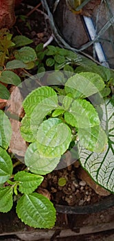 Poh Pohan leaves can be used as medicine