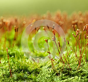 Pohlia nutans moss