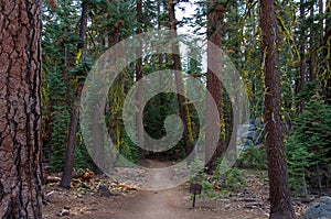 Pohoho Trail - forest path in Yosemite National Park California USA