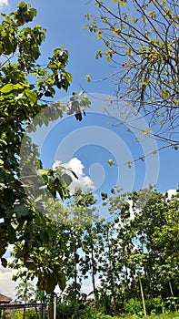 Pohon cerah siang biru panas photo