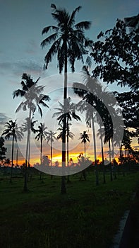 Pohon kelapa saat sunrise Pangandaran