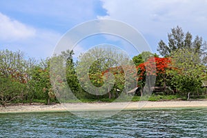 Pohon Natal Desember on an island in Indonesia. Delonix regia is a species of flowering plant in the bean family Fabaceae. Flowers