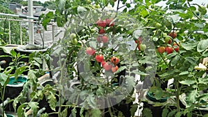 Pohon tomatku yang subur