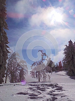 Pohorje Slovenia Areh footprints in snow photo