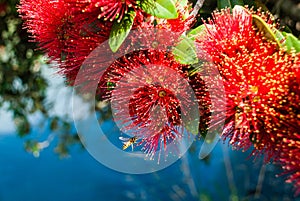 Pohutukawa