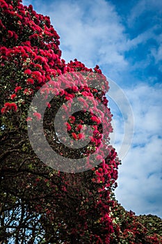 Pohutukawa