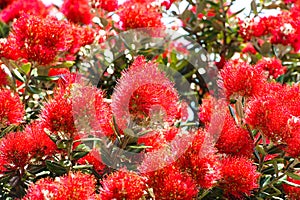 Pohutukawa Bloom photo