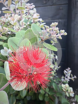 Pohutukawa in bloom with black wooden fence.