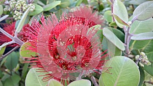 Pohutukawa in bloom. close up view.