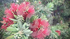 Pohutukawa in bloom at haze morning.