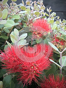 Pohutukawa in bloom. Vertical photo image.