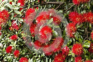 Pohutukawa Blooms