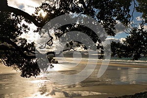 Pohutukawa branches and Matarangi Beach, Coromandel Peninsula, North Island, New Zealand photo