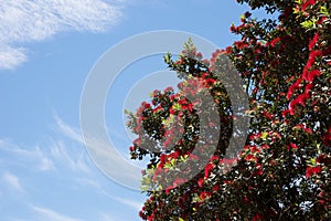 Pohutukawa Christmas Tree