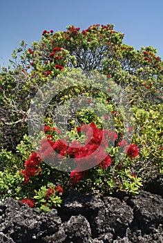 Pohutukawa Christmas Tree photo