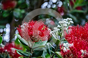 Pohutukawa, Christmas Tree at Te Whara Track with blue sky above in Whangarei Heads, Northland, New Zealand