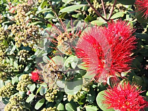 Pohutukawa ,crimson flowers under sunshine.