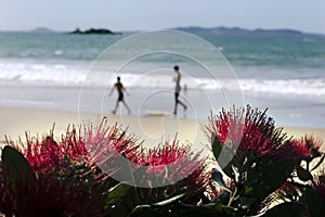 Pohutukawa flower photo