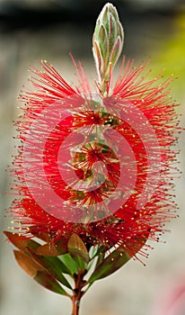 Pohutukawa flower