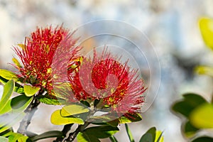 Pohutukawa flower against blurred background