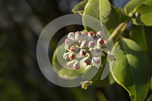 Pohutukawa flower buds starting to open on sunny summer day. New Zealand Christmas tree