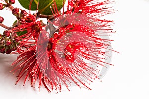 Pohutukawa flower closeup metrosideros excelsa.