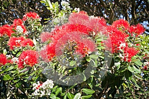 Pohutukawa in Flower New Zealand Christmas Tree