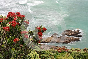 Pohutukawa flowers above ocean waves