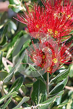 Pohutukawa Metrosideros excelsa Variegata, red flowers with honeybee