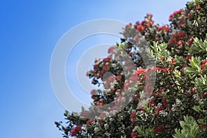 Pohutukawa - New Zealand Christmas tree