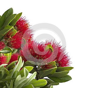 Pohutukawa, New Zealand Christmas Tree