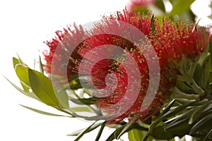 Pohutukawa - New Zealand Christmas tree.