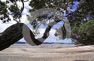 Pohutukawa New Zealand Christmas Tree photo