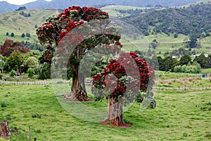 Pohutukawa. New Zealand Christmas tree.