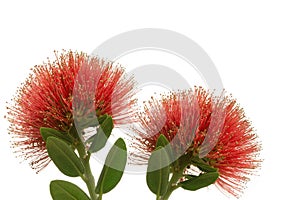 Pohutukawa - New Zealand Christmas tree background