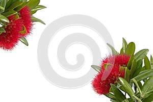 Pohutukawa - New Zealand Christmas tree background photo