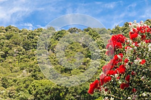 Pohutukawa - New Zealand Christmas tree in bloom with rainforest and blue sky in background