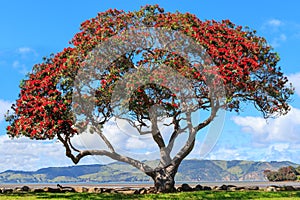 Pohutukawa tree at Huia bay near Titirangi, New Zealand photo