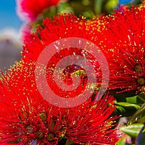 Pohutukawa - New Zealand Christmas tree with red flowers