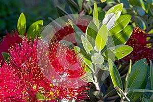 Pohutukawa New Zealand Christmas tree with red flowers