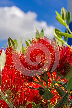 Pohutukawa - New Zealand Christmas tree with red flowers