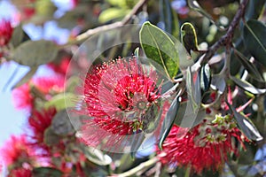 Pohutukawa Red Flower in New Zeland