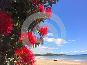 Pohutukawa red flowers blossom on December photo