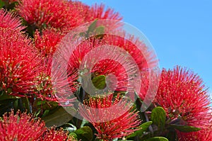 Pohutukawa red flowers photo