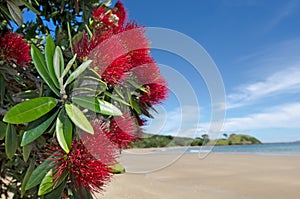 Pohutukawa red flowers blossom photo