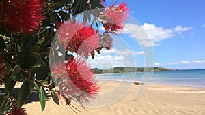 Pohutukawa red flowers blossom on the month of December New Zealand