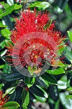 Pohutukawa - Single Flower & Bee - New Zealand Christmas Tree
