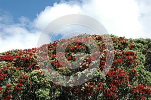 Pohutukawa Tree